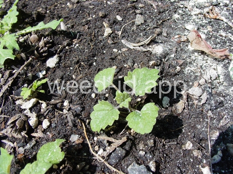 catnip